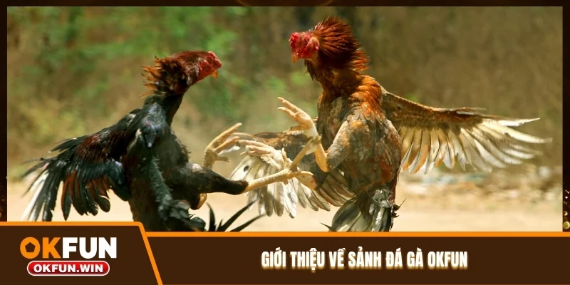 Giới thiệu về sảnh đá gà OKFUN
