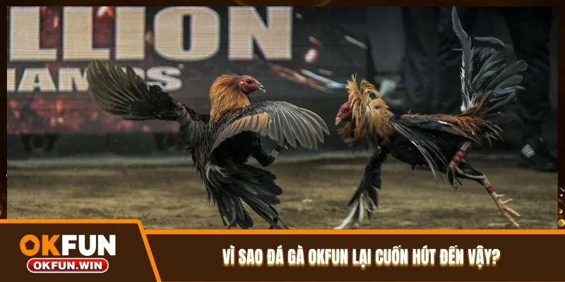 Vì sao đá gà OKFUN lại cuốn hút đến vậy?